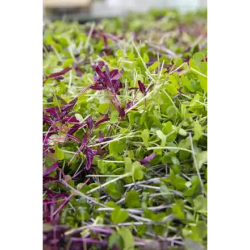 Organic Micro Salad Mix