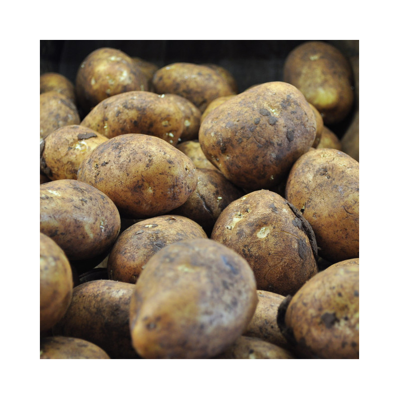 Victorian, Organic Dutch Cream Potatoes